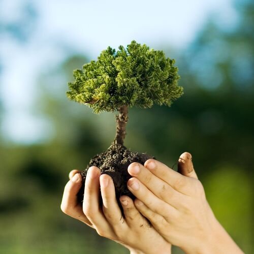Ein kleiner Baum, der von Händen gehalten wird.